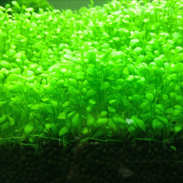 Aquatic Aquarium Supply Fish Tank Root Fertilizer Tablets Water Grass Accessory